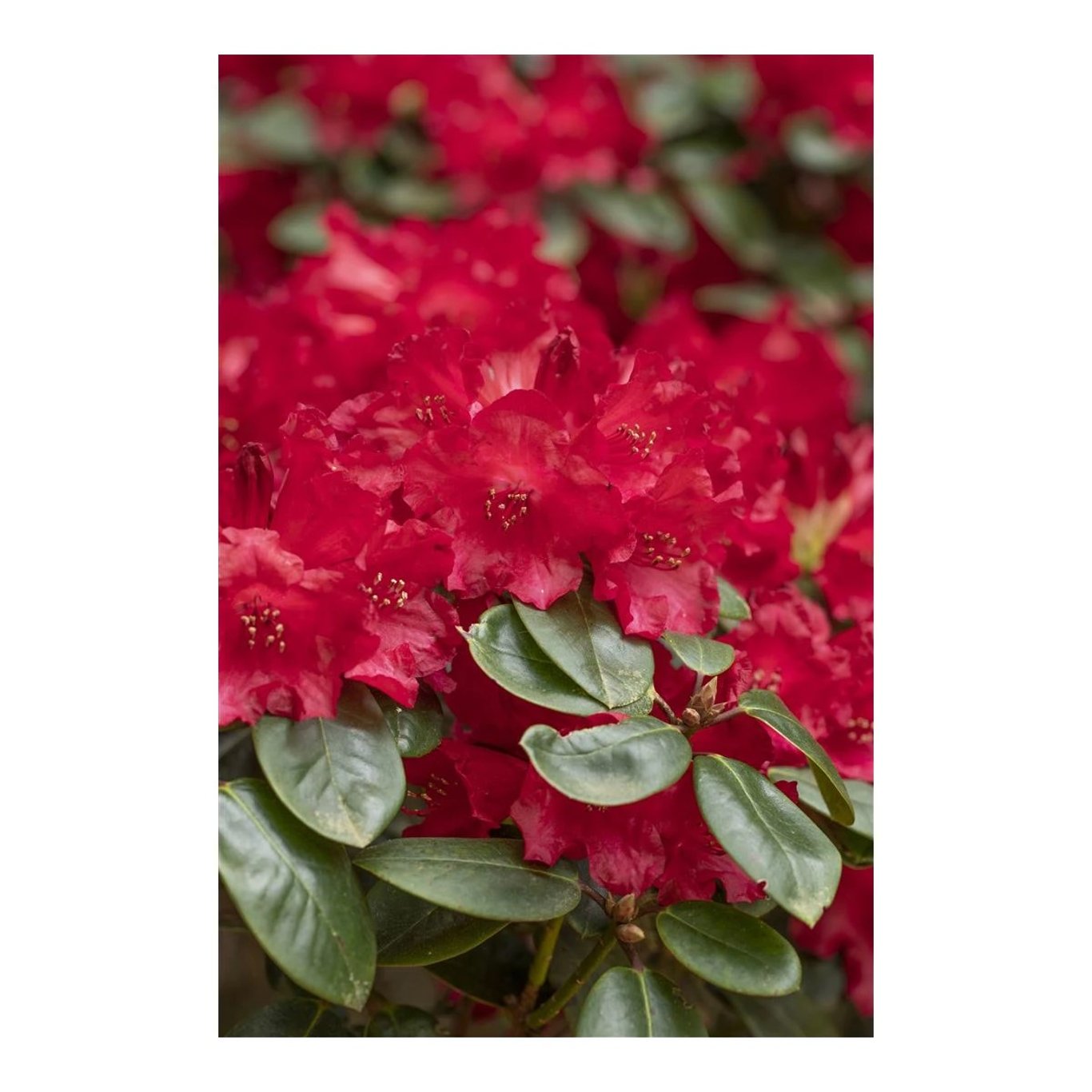 Rhododendron – Rhododendron (W); 'Tromba' - C12 50-60 CM